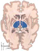 coupe axiale cerveau