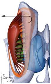 noyau lenticulaire