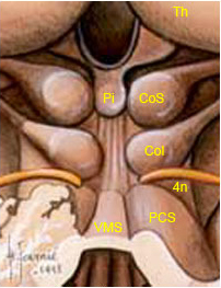 mesencephale