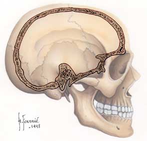 Coupe sagittale du crâne sur vue latérale