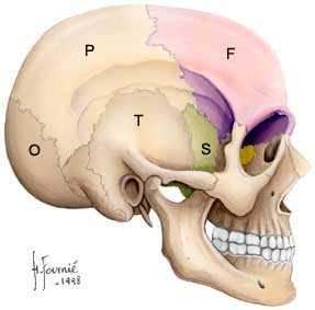 vue de profil droit du crâne