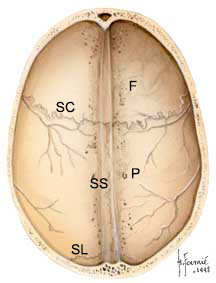 voûte crânnienne