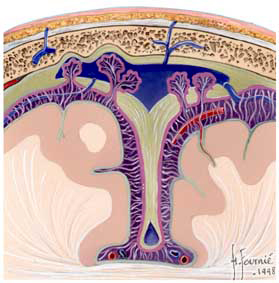 meninges