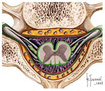 moelle spinale