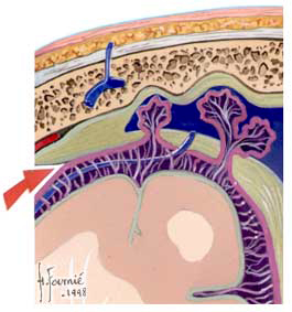 sinus veineux