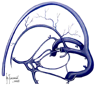 sinus veineux