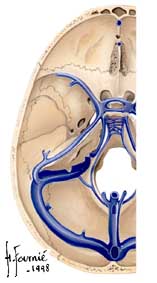 sinus veineux