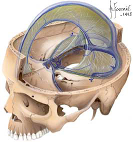 Morphologie M ninges Faux Du Cerveau