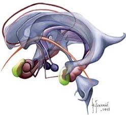 Commissure antérieure