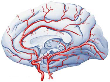 vascularisation