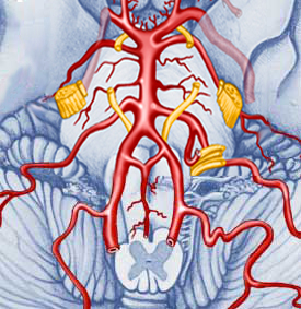 vascularisation